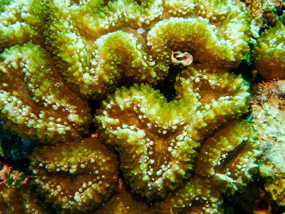 Brain Root Coral