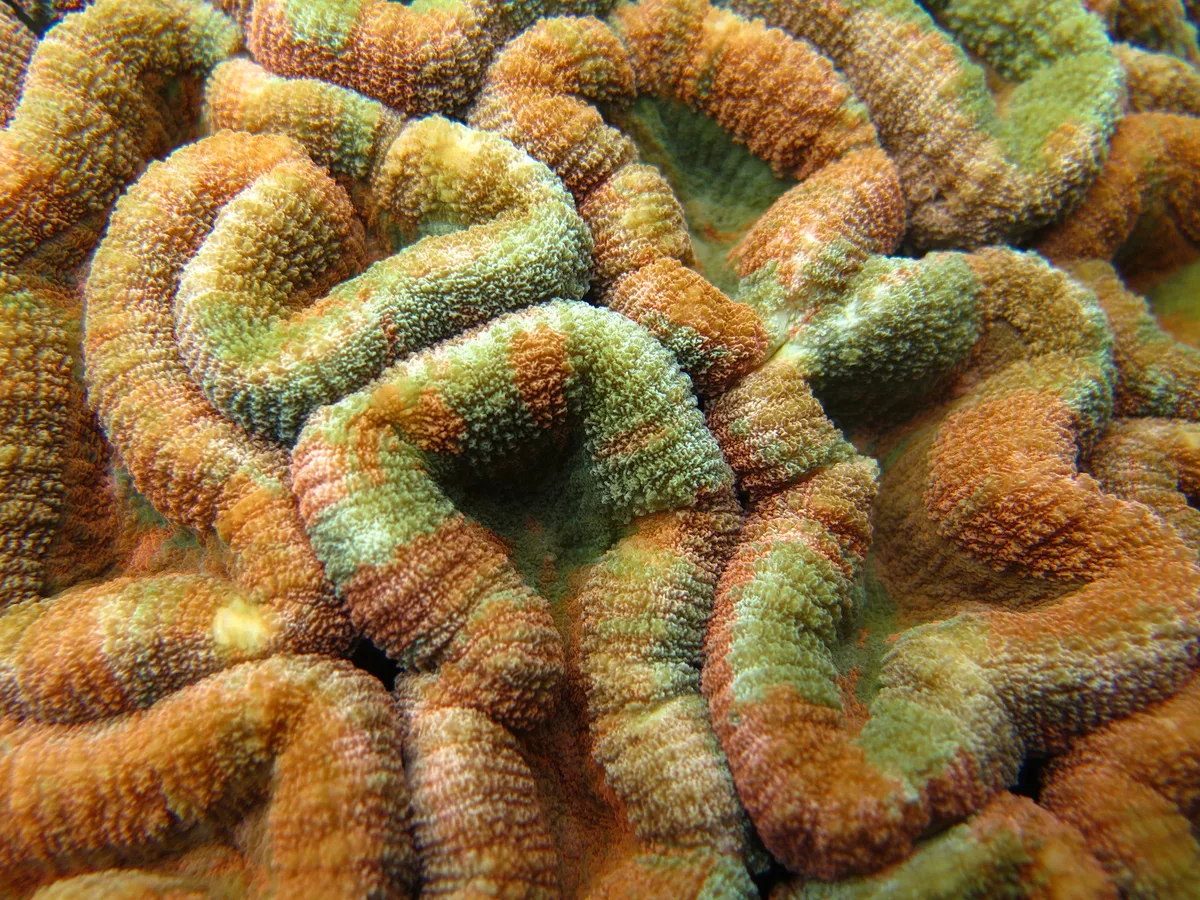 Lobophyllia corymbosa Щитообразный дольчатый мозговик