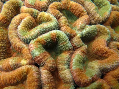 Lobophyllia corymbosa   Щитообразный дольчатый мозговик