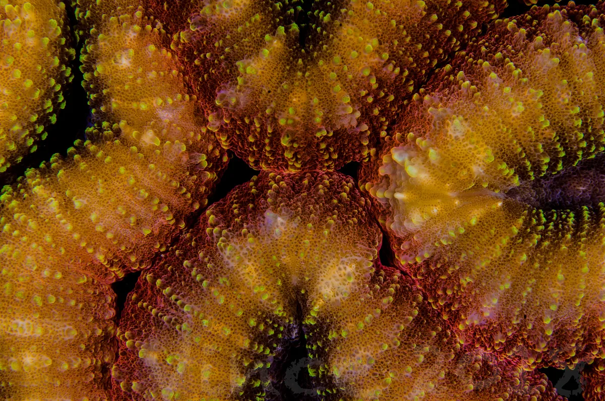 Lobophyllia corymbosa