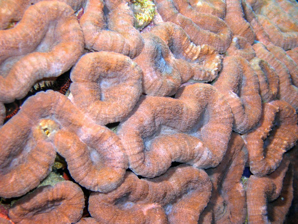 Brain Coral