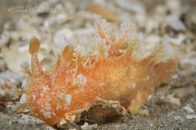 Kaloplocamus ramosus.
