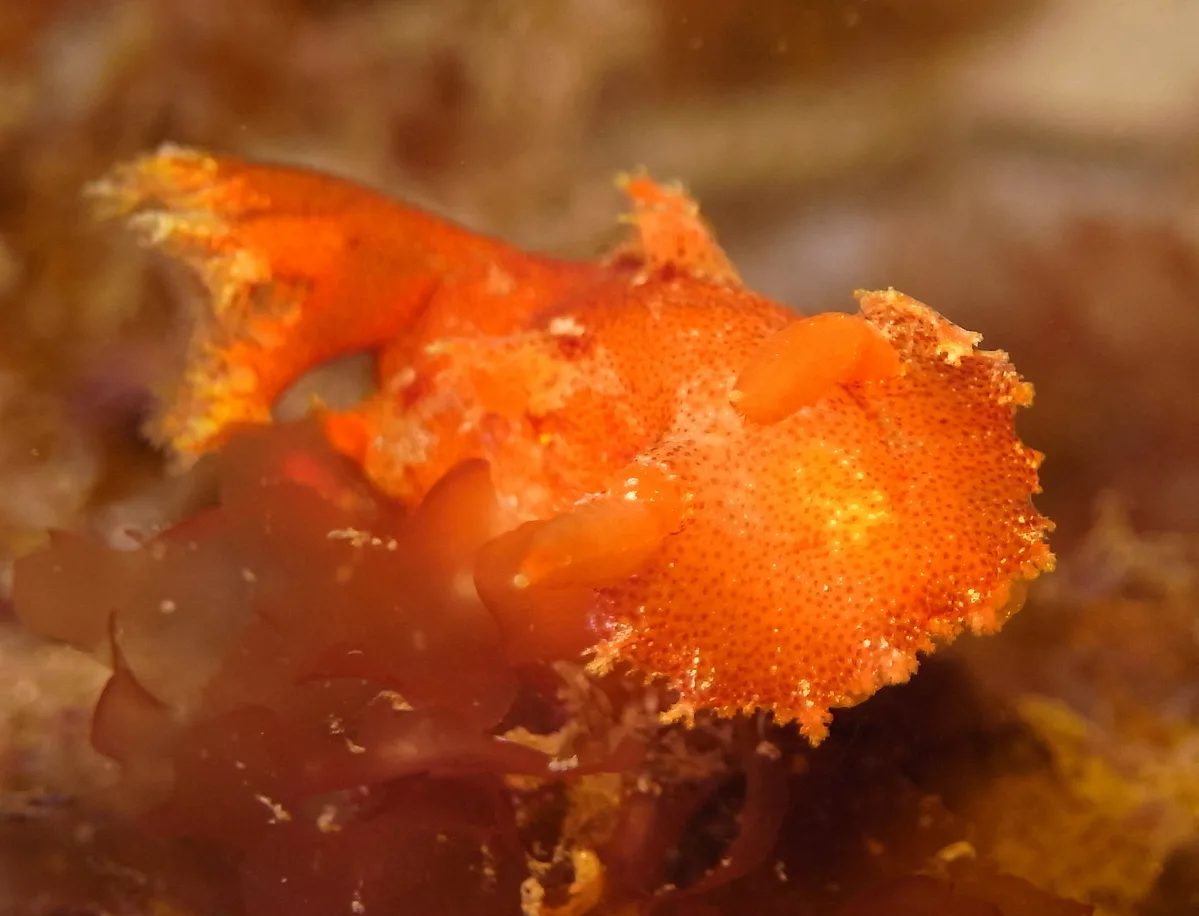 Kaloplocamus Ramosus
