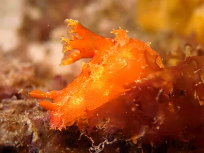 Kaloplocamus Ramosus