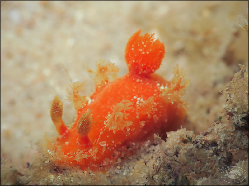 Nudibranch (Kaloplocamus ramosus)