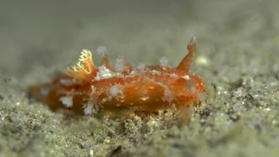 Nudibranch. Kaloplocamus ramosus