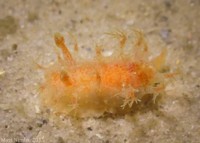 Heterobranchia | Nudibranchia | Polyceridae | Kaloplocamus ramosus (Cantraine, 1835), Pipeline, Nelson Bay (Port Stephens/Great Lakes Marine Park) NSW, Australia