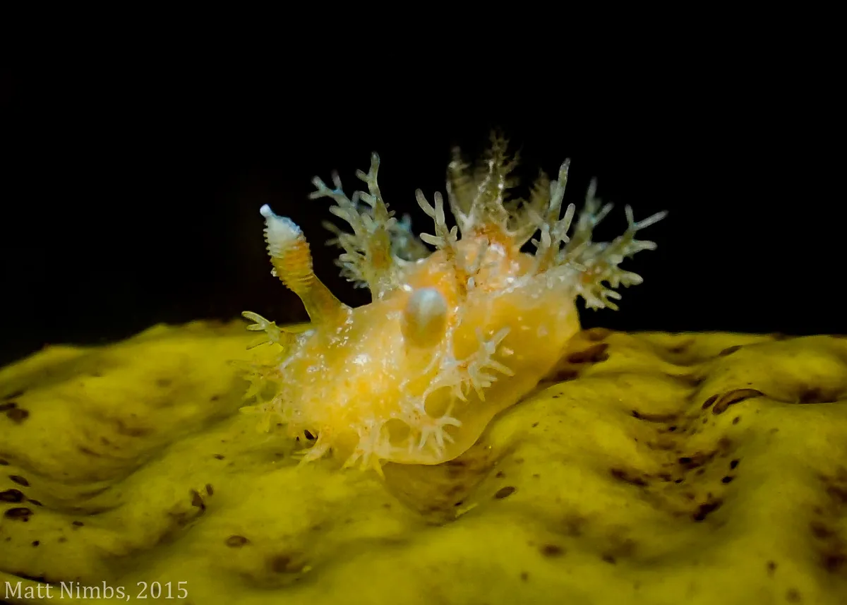 Opisthobranchia | Nudibranch | Polyceridae | Kaloplocamus ramosus - Bare Bluff (Solitary Islands Marine Park) NSW, Australia