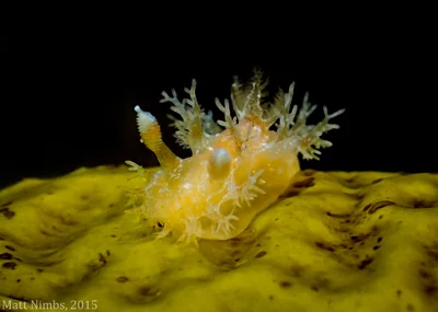 Opisthobranchia | Nudibranch | Polyceridae | Kaloplocamus ramosus - Bare Bluff (Solitary Islands Marine Park) NSW, Australia