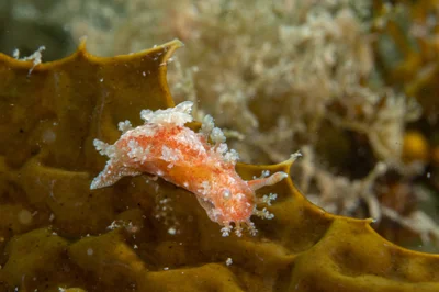 Kaloplocamus ramosus - Blairgowrie Pier