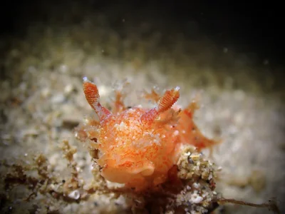 Kaloplocamus ramosus - Marina Blairgowrie, Blairgowrie, AU