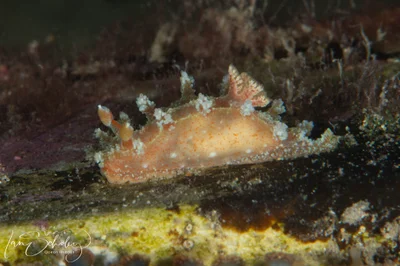 Kaloplocamus ramosus - Blairgowrie VIC 3942, Australia