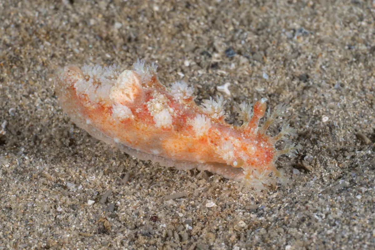 Kaloplocamus ramosus - Blairgowrie Pier