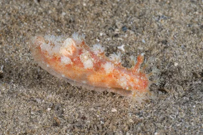 Kaloplocamus ramosus - Blairgowrie Pier