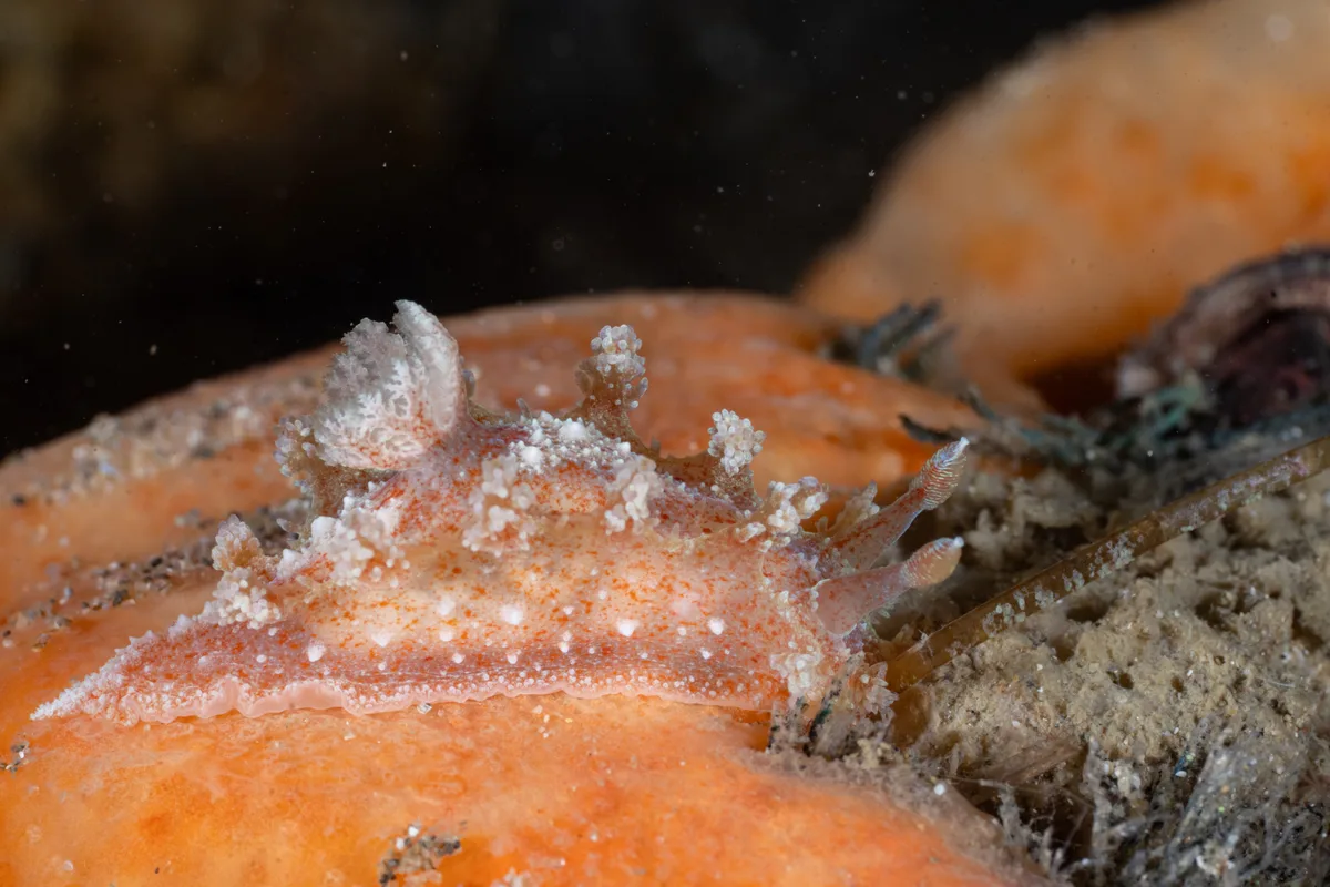 Kaloplocamus ramosus - Blairgowrie Pier