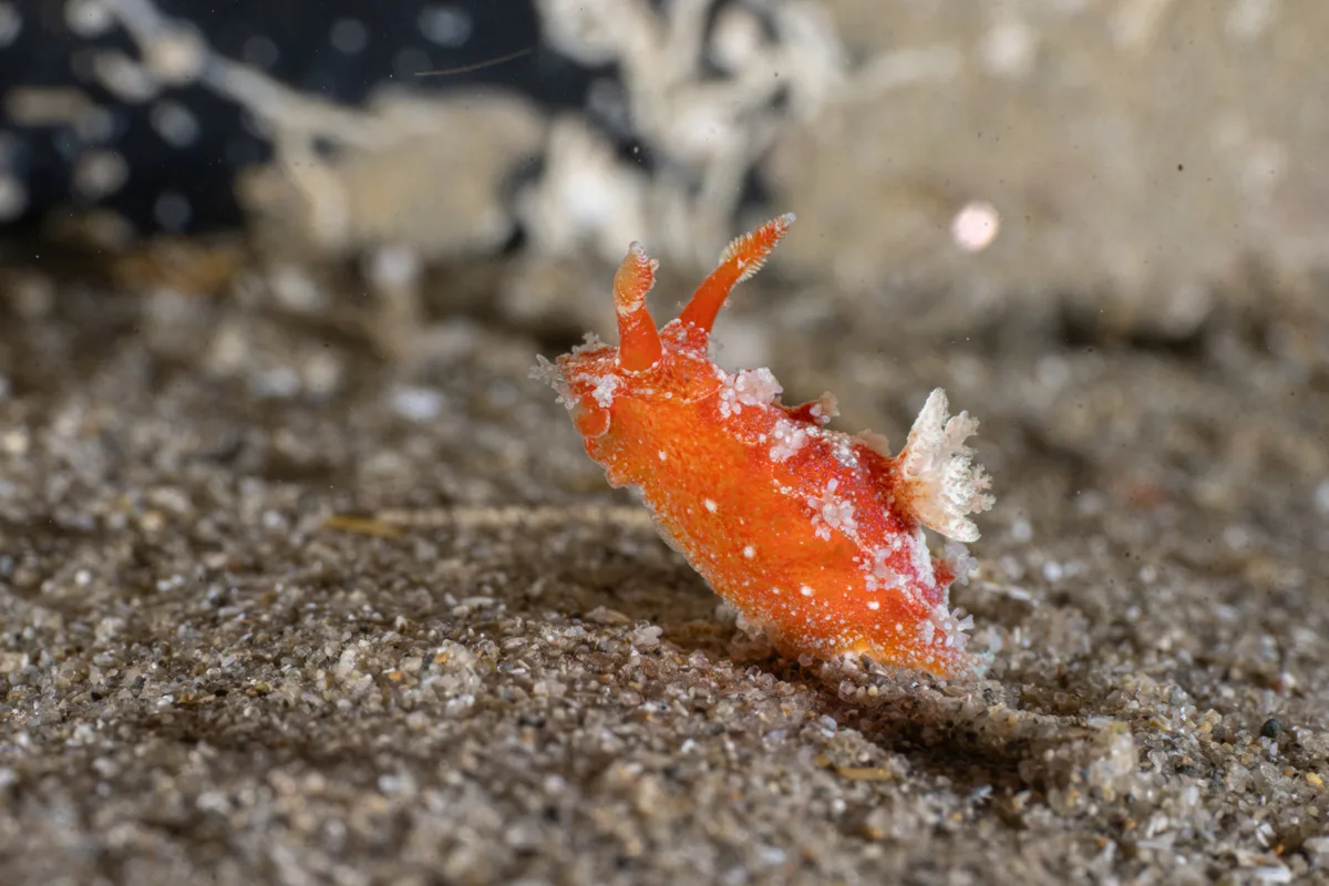 Kaloplocamus ramosus - Blairgowrie Pier