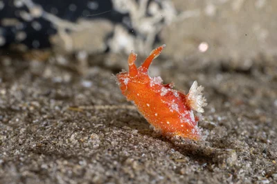 Kaloplocamus ramosus - Blairgowrie Pier