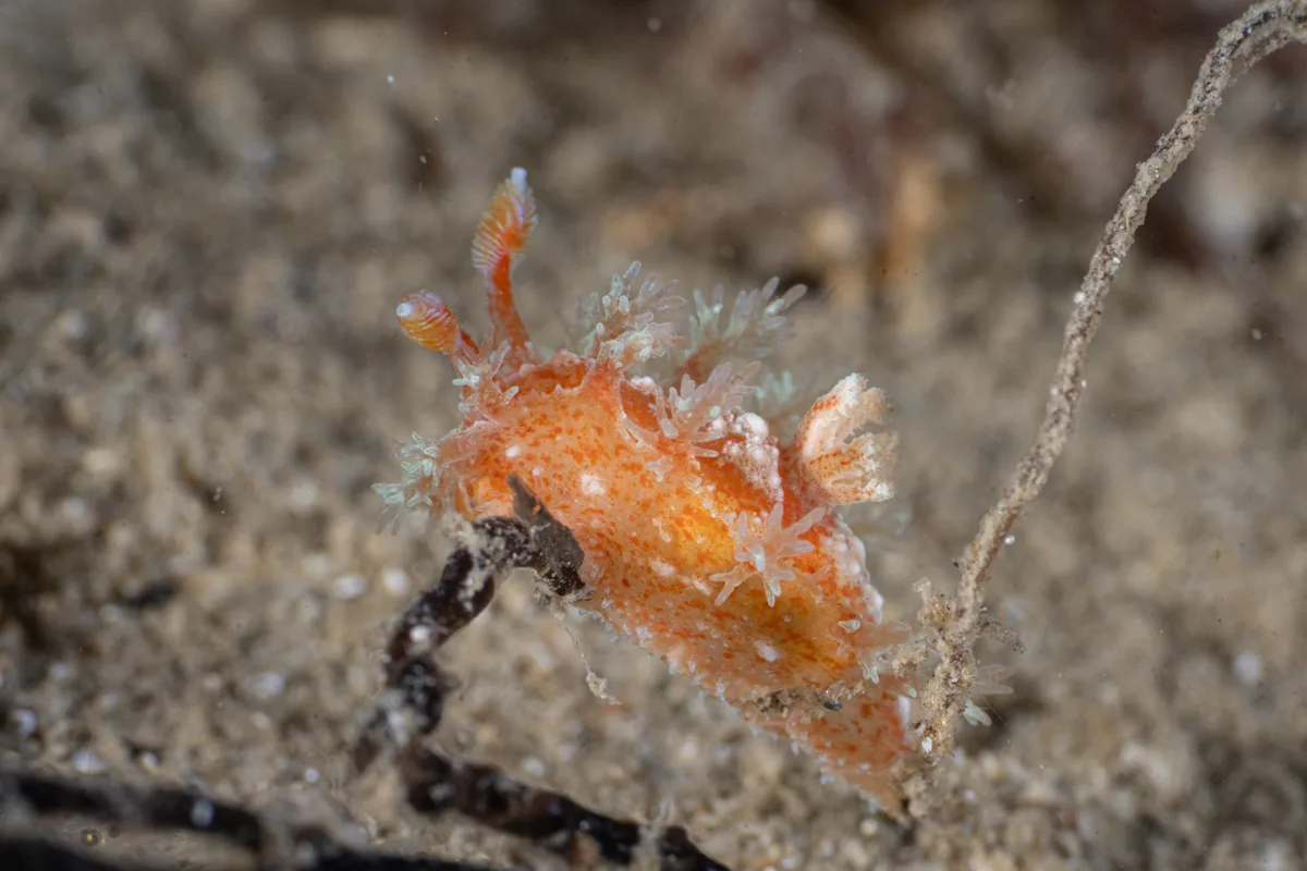 Kaloplocamus ramosus - Blairgowrie Pier
