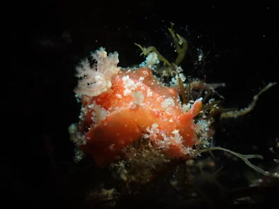 Kaloplocamus ramosus - Marina Blairgowrie, Blairgowrie, VIC, AU