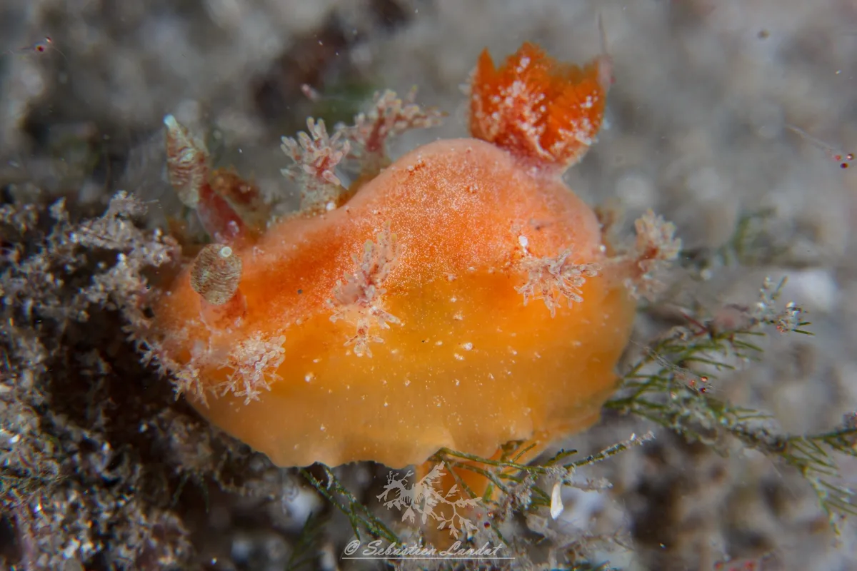 Kaloplocamus ramosus - Clifton Gardens, Mosman NSW 2088, Australia