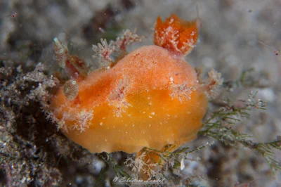 Kaloplocamus ramosus - Clifton Gardens, Mosman NSW 2088, Australia