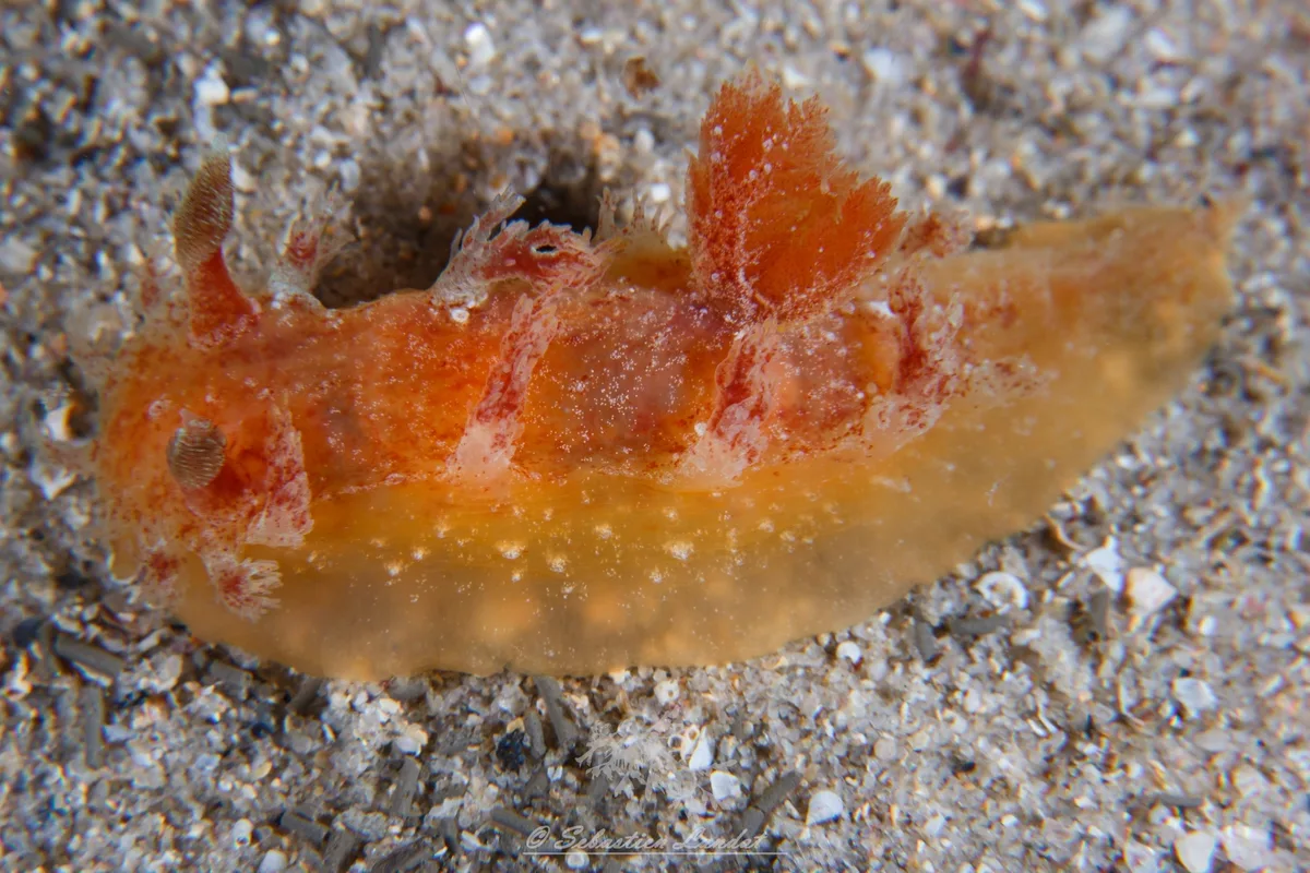 Kaloplocamus ramosus - Clifton Gardens, Mosman NSW 2088, Australia