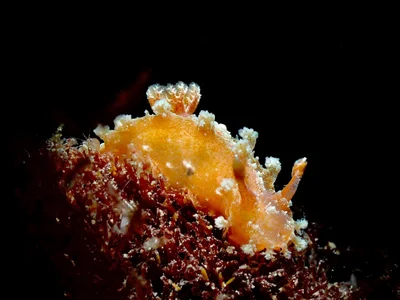 Kaloplocamus ramosus - Marina Blairgowrie, Blairgowrie, VIC, AU