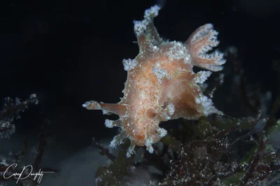 Kaloplocamus ramosus - 2900 Point Nepean Rd, Blairgowrie VIC 3942, Australia
