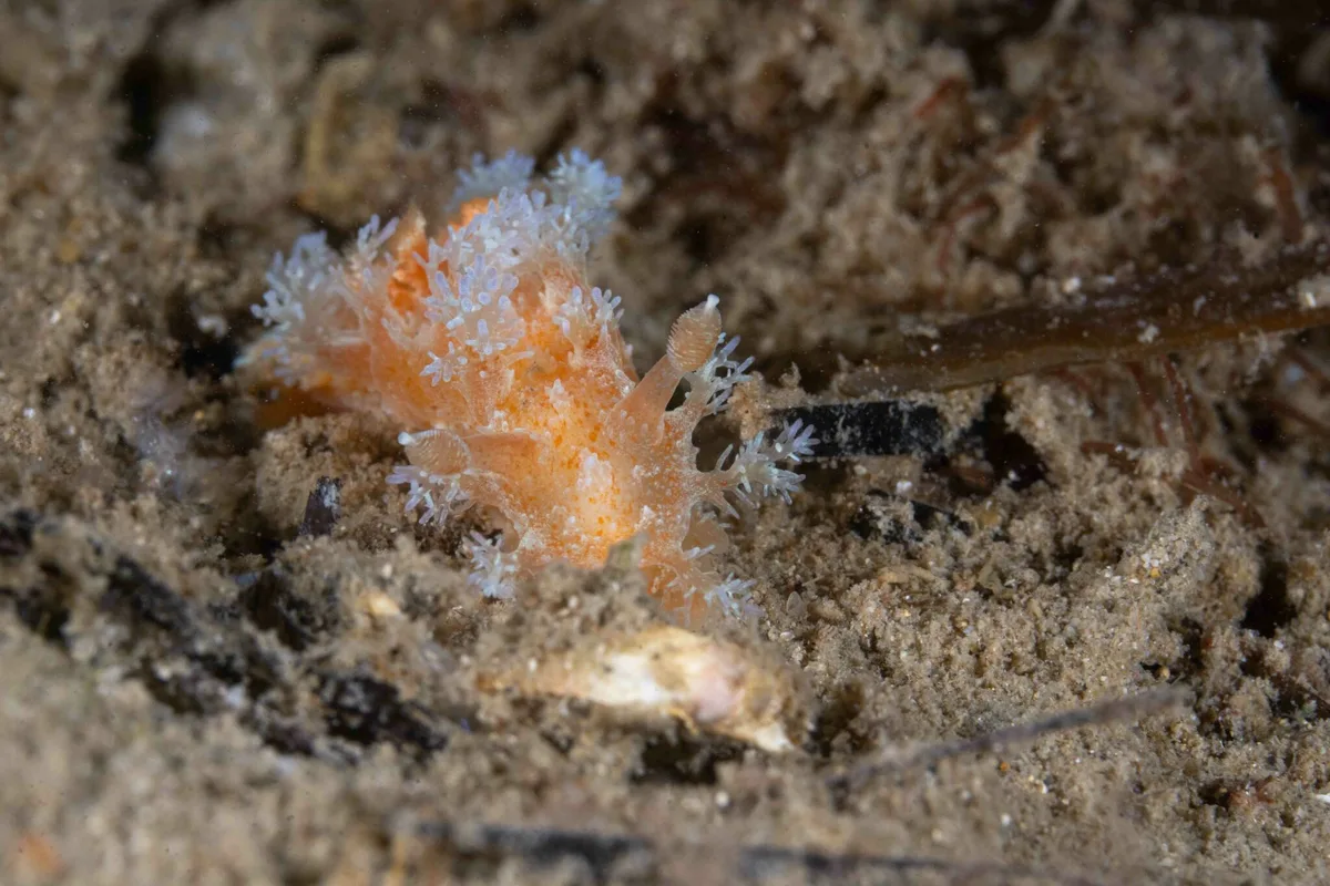 Kaloplocamus ramosus - Blairgowrie Pier