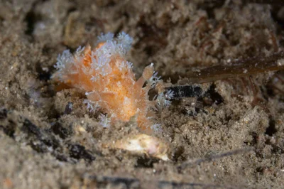 Kaloplocamus ramosus - Blairgowrie Pier