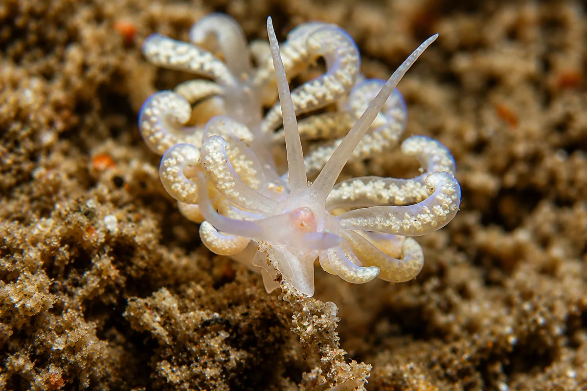 Branched Soft Coral Eater
