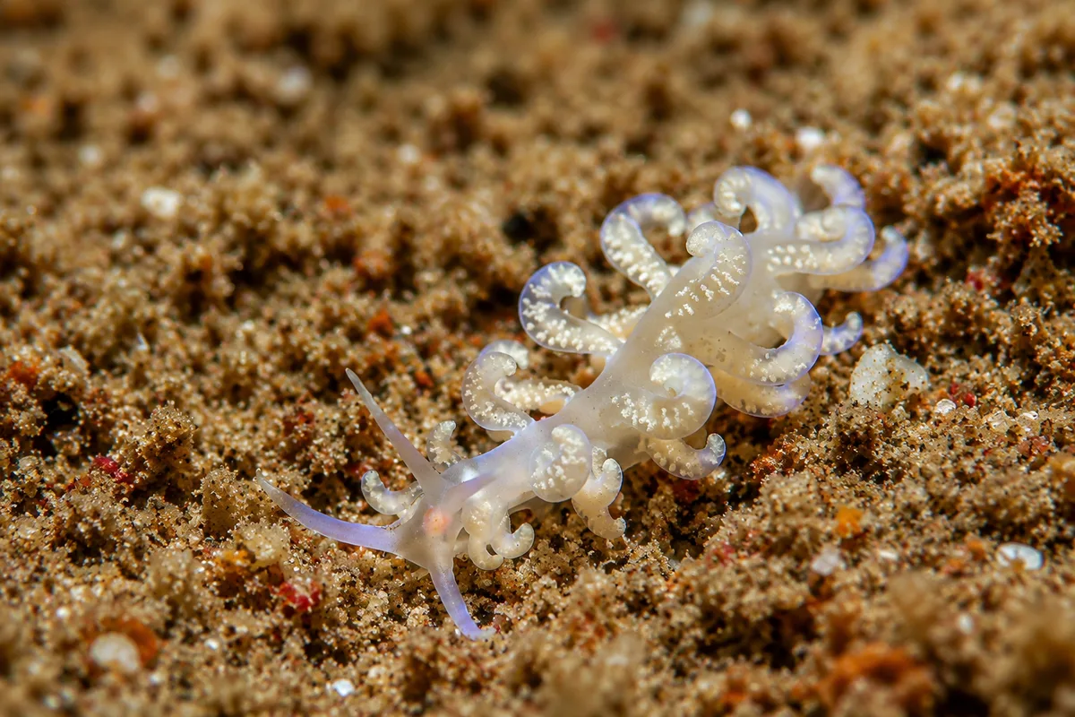 Branched Soft Coral Eater