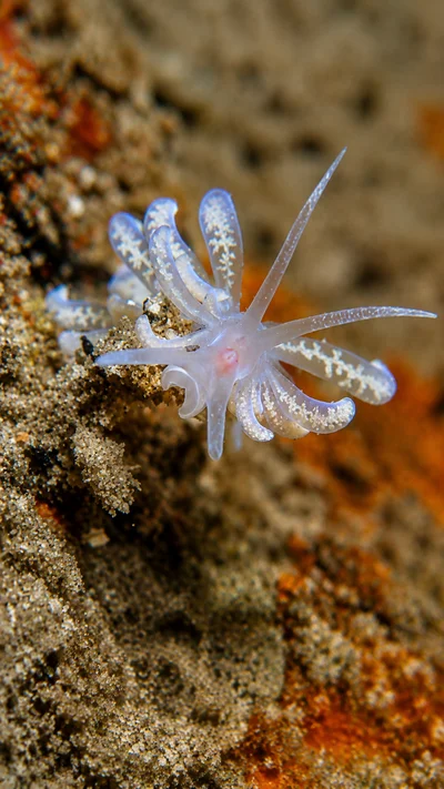 Branched Soft Coral Eater