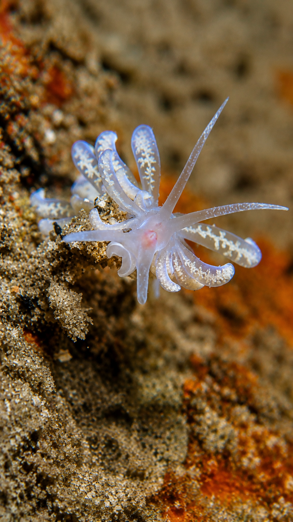 Branched Soft Coral Eater