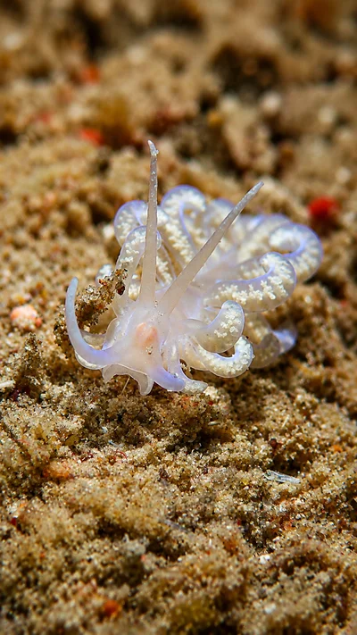 Branched Soft Coral Eater