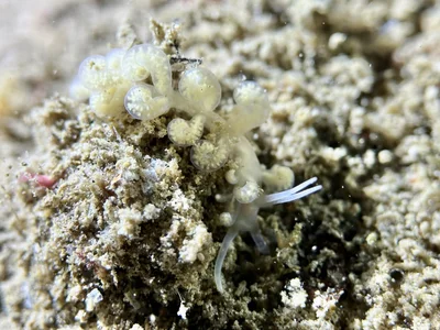Branched Soft Coral Eater