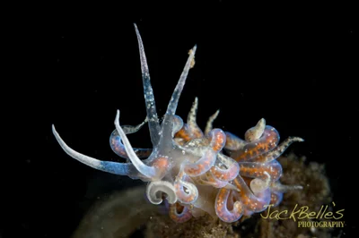 Phyllodesmium poindimiei