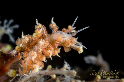 Phyllodesmium poindimiei