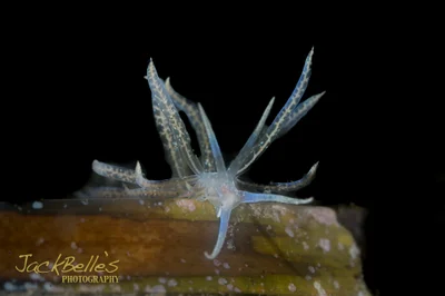 Phyllodesmium poindimiei