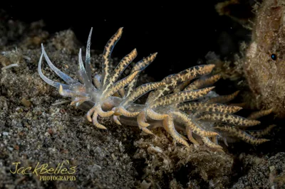 Phyllodesmium poindimiei