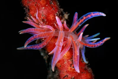 Phyllodesmium Poindimiei