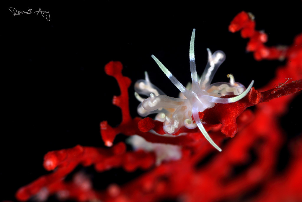 Phyllodesmium poindimiei