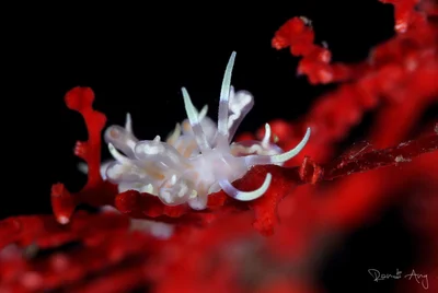 Phyllodesmium poindimiei