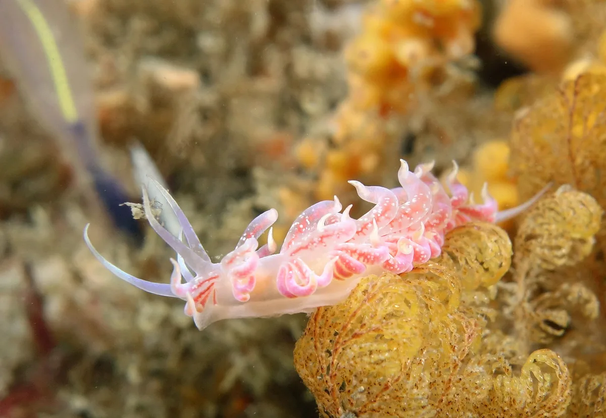 Phyllodesmium poindimiei