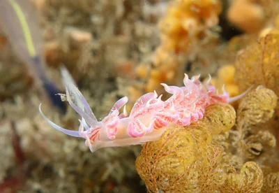 Phyllodesmium poindimiei