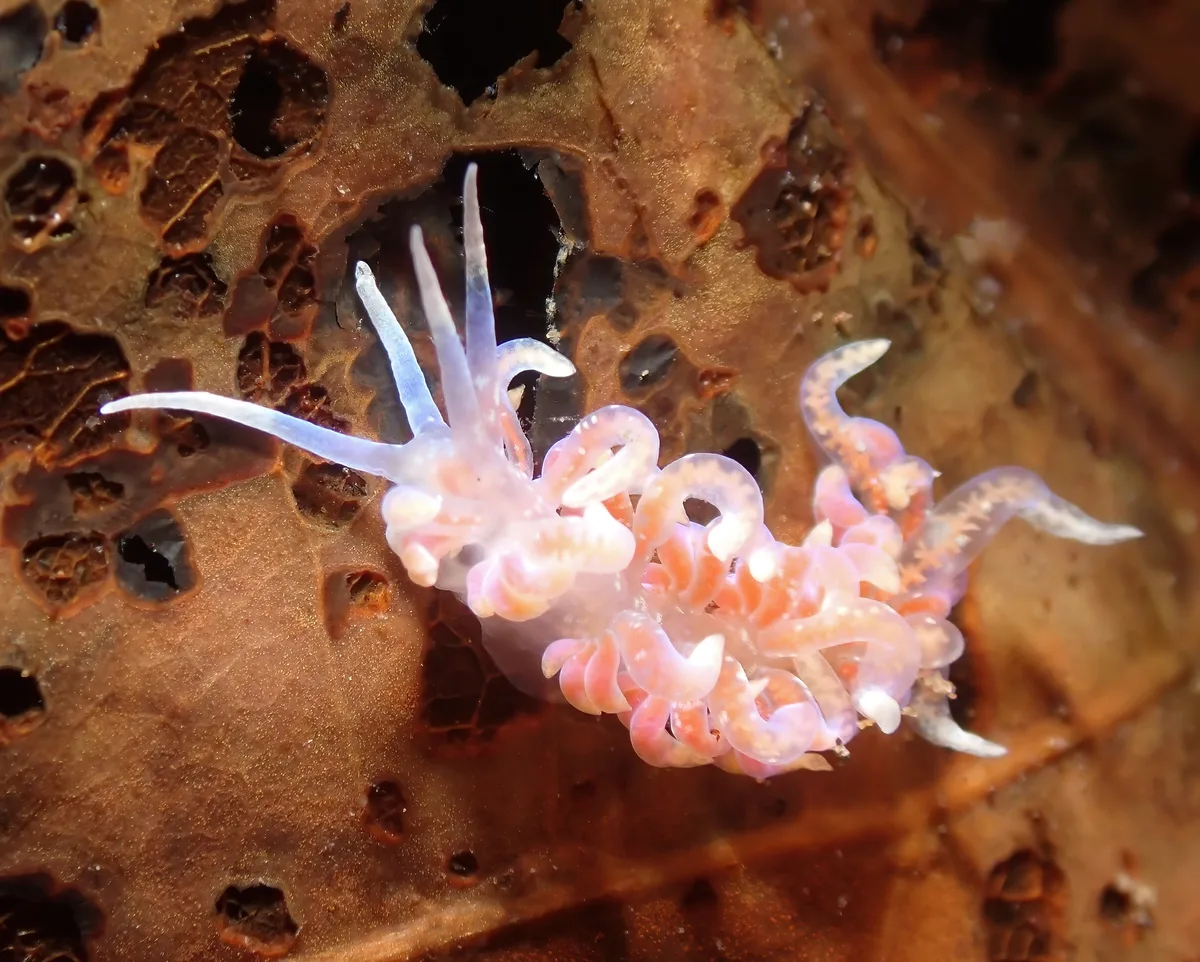 Phyllodesmium poindimiei