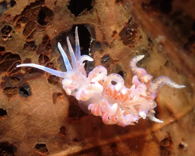 Phyllodesmium poindimiei