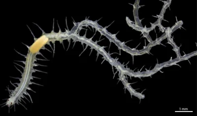 Branching Sponge Worm