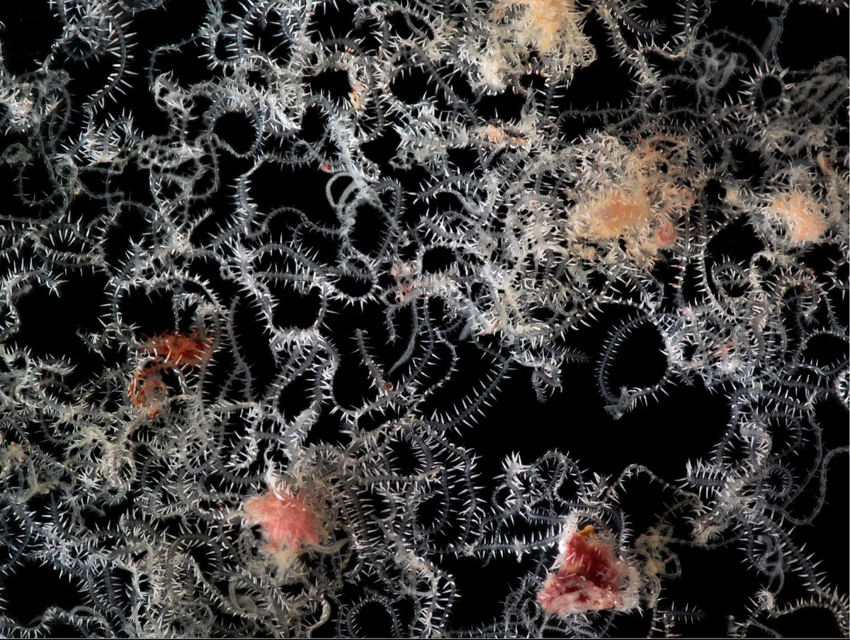 Branching Sponge Worm