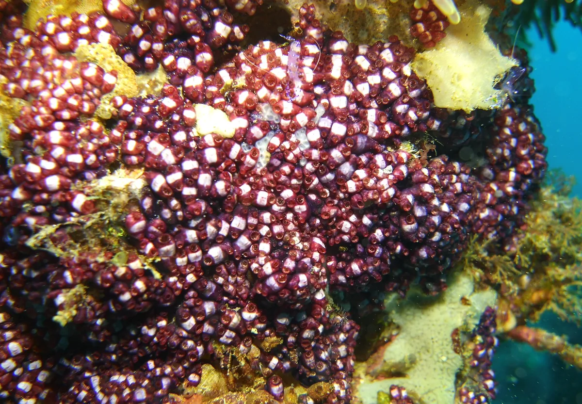 Eusynstyela latericius